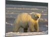 Polar Bear, Arctic National Wildlife Refuge, Alaska, USA-Hugh Rose-Mounted Premium Photographic Print