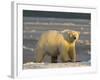 Polar Bear, Arctic National Wildlife Refuge, Alaska, USA-Hugh Rose-Framed Photographic Print