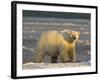 Polar Bear, Arctic National Wildlife Refuge, Alaska, USA-Hugh Rose-Framed Photographic Print