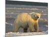 Polar Bear, Arctic National Wildlife Refuge, Alaska, USA-Hugh Rose-Mounted Photographic Print