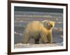 Polar Bear, Arctic National Wildlife Refuge, Alaska, USA-Hugh Rose-Framed Photographic Print