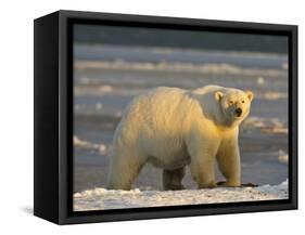 Polar Bear, Arctic National Wildlife Refuge, Alaska, USA-Hugh Rose-Framed Stretched Canvas