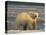 Polar Bear, Arctic National Wildlife Refuge, Alaska, USA-Hugh Rose-Stretched Canvas