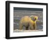 Polar Bear, Arctic National Wildlife Refuge, Alaska, USA-Hugh Rose-Framed Photographic Print