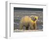 Polar Bear, Arctic National Wildlife Refuge, Alaska, USA-Hugh Rose-Framed Photographic Print