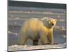 Polar Bear, Arctic National Wildlife Refuge, Alaska, USA-Hugh Rose-Mounted Photographic Print