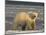 Polar Bear, Arctic National Wildlife Refuge, Alaska, USA-Hugh Rose-Mounted Photographic Print