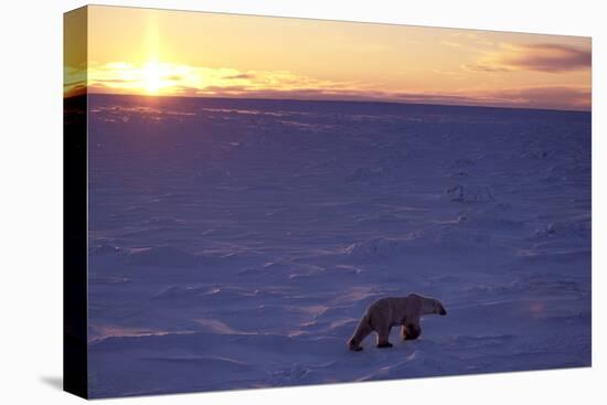 Polar Bear at Sunset-null-Stretched Canvas