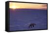 Polar Bear at Sunset-null-Framed Stretched Canvas