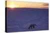 Polar Bear at Sunset-null-Stretched Canvas