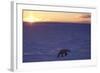 Polar Bear at Sunset-null-Framed Photographic Print