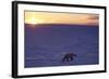 Polar Bear at Sunset-null-Framed Photographic Print