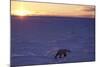 Polar Bear at Sunset-null-Mounted Photographic Print