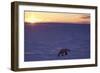 Polar Bear at Sunset-null-Framed Photographic Print