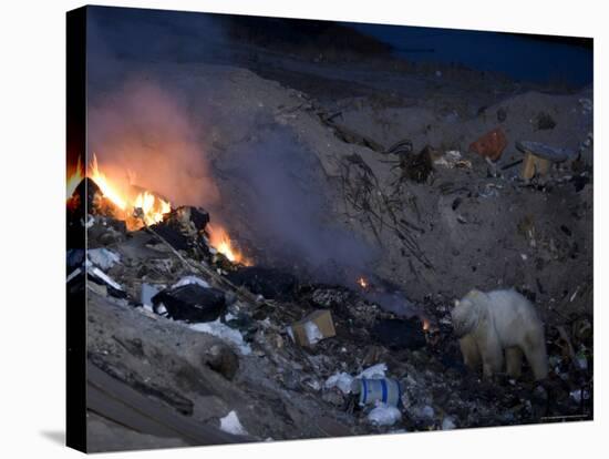 Polar Bear at the Dump, Ursus Maritimus, Churchill, Manitoba, Canada-Thorsten Milse-Stretched Canvas