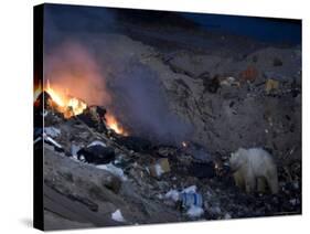 Polar Bear at the Dump, Ursus Maritimus, Churchill, Manitoba, Canada-Thorsten Milse-Stretched Canvas