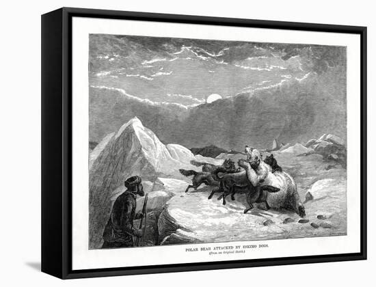 Polar Bear Attacked by Eskimo Dogs, 1877-null-Framed Stretched Canvas