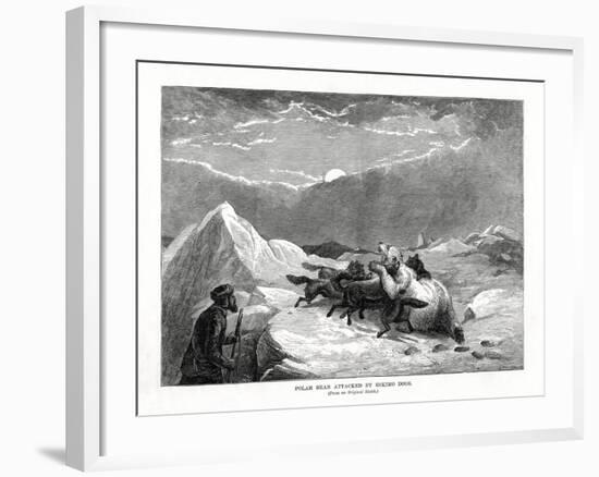 Polar Bear Attacked by Eskimo Dogs, 1877-null-Framed Giclee Print