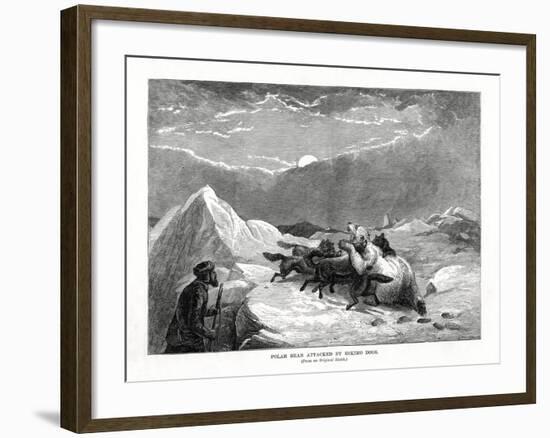 Polar Bear Attacked by Eskimo Dogs, 1877-null-Framed Giclee Print