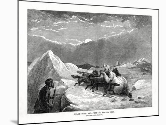 Polar Bear Attacked by Eskimo Dogs, 1877-null-Mounted Giclee Print