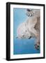 Polar bear ballet, detail, 2012-Odile Kidd-Framed Giclee Print