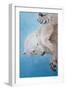 Polar bear ballet, detail, 2012-Odile Kidd-Framed Giclee Print