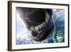 Polar Bear Bites Camera, Nunavut, Canada-Paul Souders-Framed Photographic Print