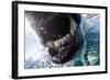 Polar Bear Bites Camera, Nunavut, Canada-Paul Souders-Framed Photographic Print