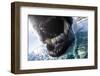 Polar Bear Bites Camera, Nunavut, Canada-Paul Souders-Framed Photographic Print