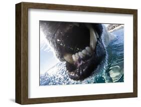 Polar Bear Bites Camera, Nunavut, Canada-Paul Souders-Framed Photographic Print