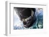 Polar Bear Bites Camera, Nunavut, Canada-Paul Souders-Framed Photographic Print