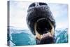 Polar Bear Biting Underwater Camera Dome, Nunavut, Canada-Paul Souders-Stretched Canvas