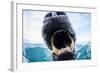 Polar Bear Biting Underwater Camera Dome, Nunavut, Canada-Paul Souders-Framed Photographic Print