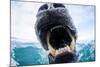 Polar Bear Biting Underwater Camera Dome, Nunavut, Canada-Paul Souders-Mounted Photographic Print