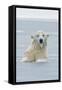 Polar Bear Boar Plays in the Water, Bernard Spit, ANWR, Alaska, USA-Steve Kazlowski-Framed Stretched Canvas