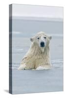 Polar Bear Boar Plays in the Water, Bernard Spit, ANWR, Alaska, USA-Steve Kazlowski-Stretched Canvas