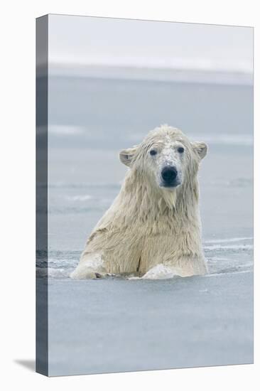 Polar Bear Boar Plays in the Water, Bernard Spit, ANWR, Alaska, USA-Steve Kazlowski-Stretched Canvas