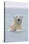 Polar Bear Boar Plays in the Water, Bernard Spit, ANWR, Alaska, USA-Steve Kazlowski-Stretched Canvas