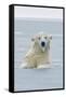 Polar Bear Boar Plays in the Water, Bernard Spit, ANWR, Alaska, USA-Steve Kazlowski-Framed Stretched Canvas