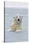 Polar Bear Boar Plays in the Water, Bernard Spit, ANWR, Alaska, USA-Steve Kazlowski-Stretched Canvas