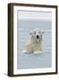 Polar Bear Boar Plays in the Water, Bernard Spit, ANWR, Alaska, USA-Steve Kazlowski-Framed Photographic Print