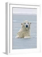 Polar Bear Boar Plays in the Water, Bernard Spit, ANWR, Alaska, USA-Steve Kazlowski-Framed Photographic Print