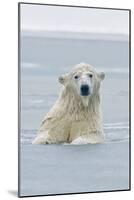 Polar Bear Boar Plays in the Water, Bernard Spit, ANWR, Alaska, USA-Steve Kazlowski-Mounted Photographic Print