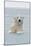 Polar Bear Boar Plays in the Water, Bernard Spit, ANWR, Alaska, USA-Steve Kazlowski-Mounted Photographic Print