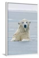 Polar Bear Boar Plays in the Water, Bernard Spit, ANWR, Alaska, USA-Steve Kazlowski-Framed Photographic Print