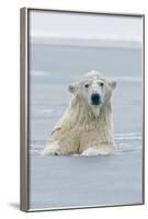 Polar Bear Boar Plays in the Water, Bernard Spit, ANWR, Alaska, USA-Steve Kazlowski-Framed Photographic Print