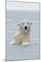Polar Bear Boar Plays in the Water, Bernard Spit, ANWR, Alaska, USA-Steve Kazlowski-Mounted Photographic Print