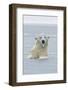 Polar Bear Boar Plays in the Water, Bernard Spit, ANWR, Alaska, USA-Steve Kazlowski-Framed Photographic Print