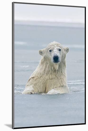 Polar Bear Boar Plays in the Water, Bernard Spit, ANWR, Alaska, USA-Steve Kazlowski-Mounted Photographic Print