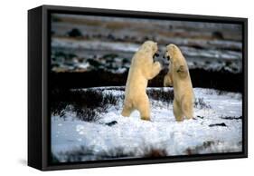 Polar Bear Brawl II-Howard Ruby-Framed Stretched Canvas